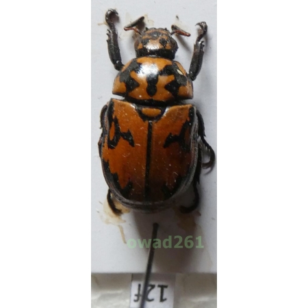 Rutelarcha sp. Philippines12f